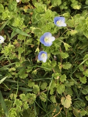 Veronica persica