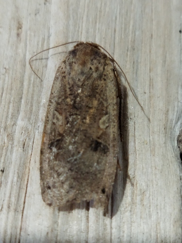 Large yellow underwing