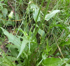 Hypochaeris chillensis