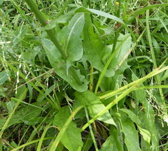 Hypochaeris chillensis