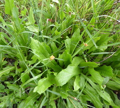 Hypochaeris chillensis