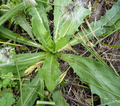 Hypochaeris chillensis