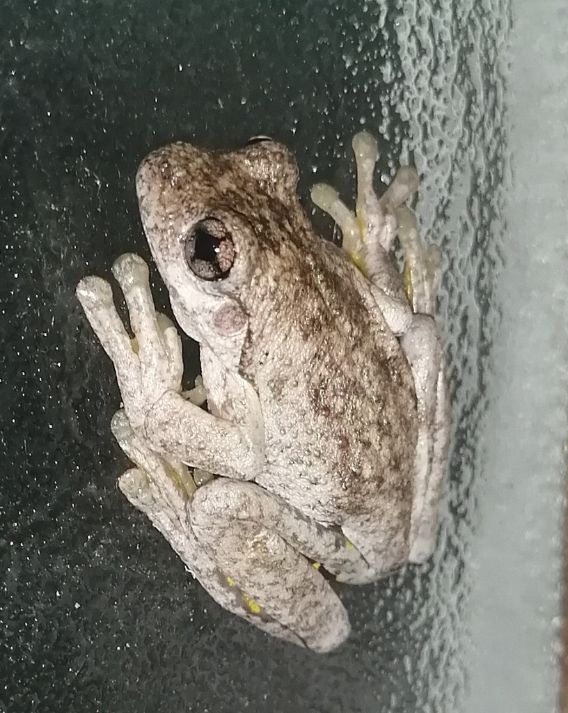 Peron's Laughing Tree Frog from Kirrawee NSW 2232, Australia on October ...