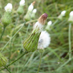 Hypochaeris chillensis