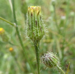 Hypochaeris chillensis