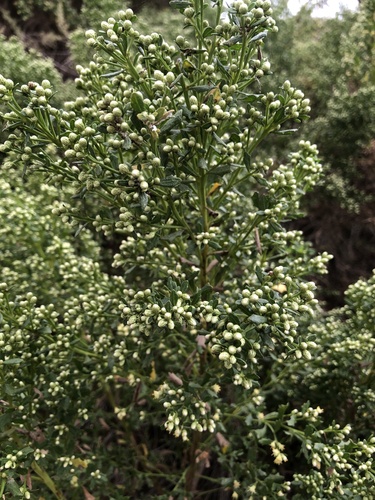 iNaturalist observation photo of coyote brush