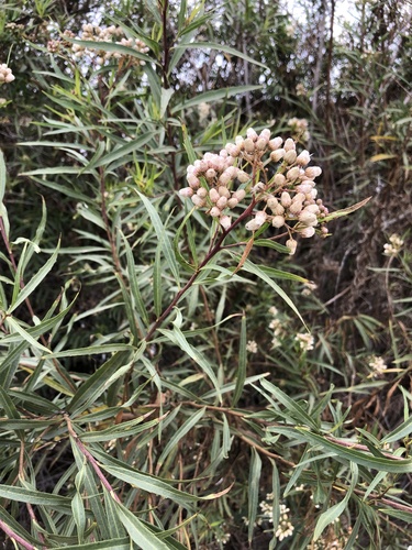 iNaturalist observation photo of mule fat