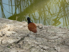 Jacana