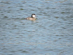 Oxyura jamaicensis