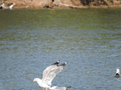 Larus delawarensis