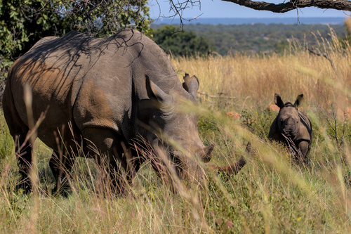 White rhinoceros