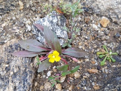 Camissoniopsis pallida