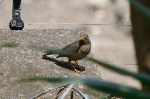Abyssinian Thrush (Turdus abyssinicus), photo 5