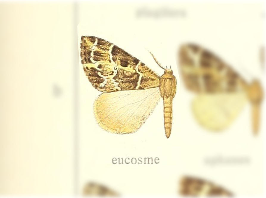 Arichanna eucosme