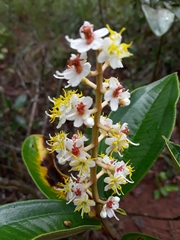 Miconia stenostachya