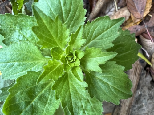Callistephus chinensis