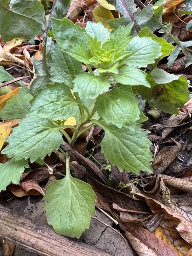 Callistephus chinensis