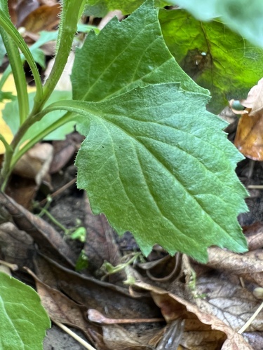 Callistephus chinensis