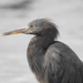 Pacific Reef Heron - Photo (c) Emily Roberts, some rights reserved (CC BY), uploaded by Emily Roberts