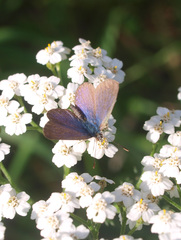 Zizina otis labradus