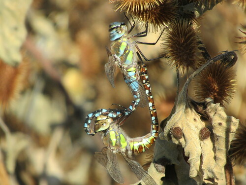 Migrant Hawker photo 4