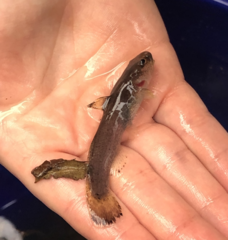 Noturus leptacanthus