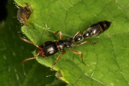 Tetraponera lemoulti