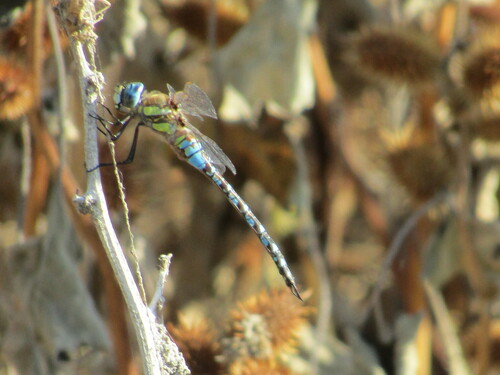 Migrant Hawker photo 3