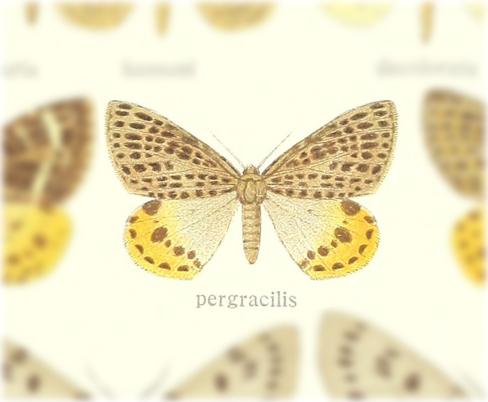 Arichanna pergracilis