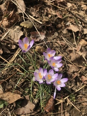 Crocus