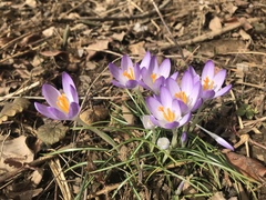 Crocus