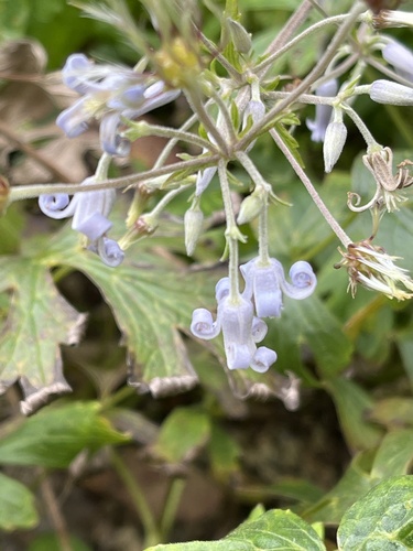 Clematis stans iNat (2)
