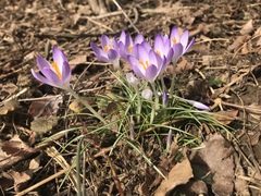Crocus