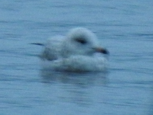 Ring-billed Gull photographed in Maine