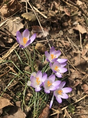 Crocus