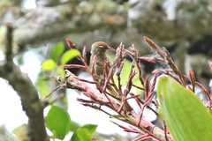 Cranioleuca hellmayri