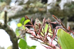 Cranioleuca hellmayri