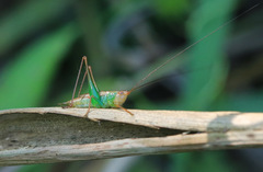 Conocephalus cinnamonifrons