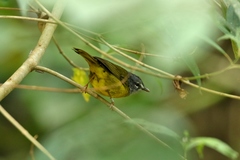 Myiothlypis conspicillata