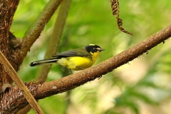 Myioborus flavivertex