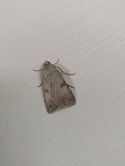 Lepidoptera