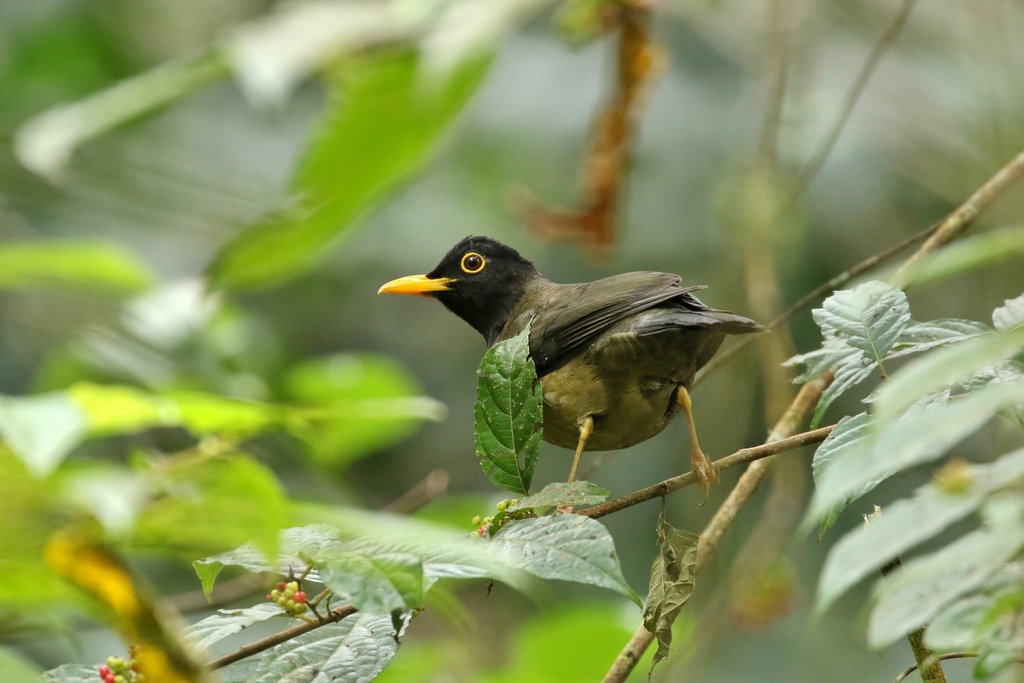 Black-Hooded Thrush