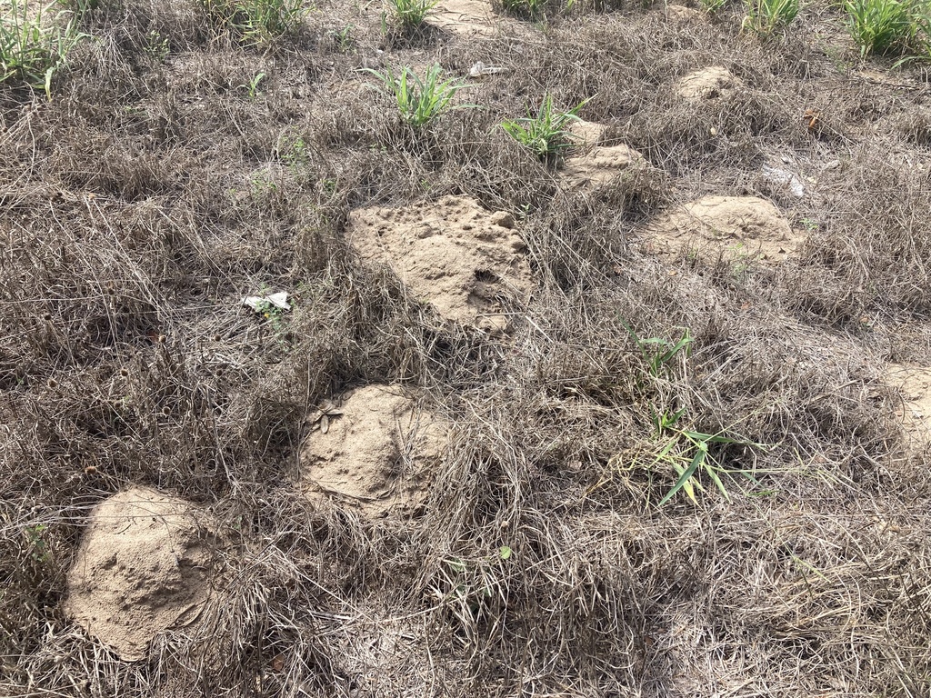 Texas Pocket Gopher from US-281 S, Falfurrias, TX, US on October 11 ...