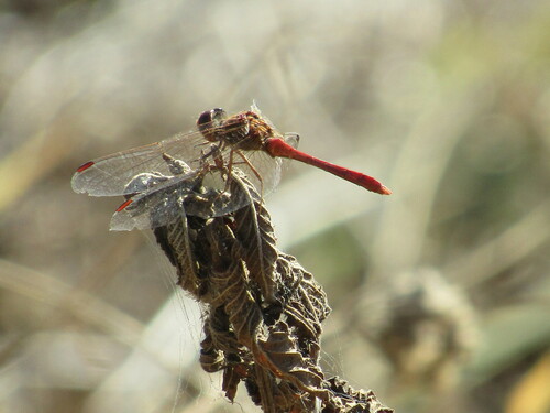 Southern Darter photo 4
