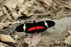 Heliconius clysonymus