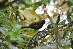 Turdus leucops