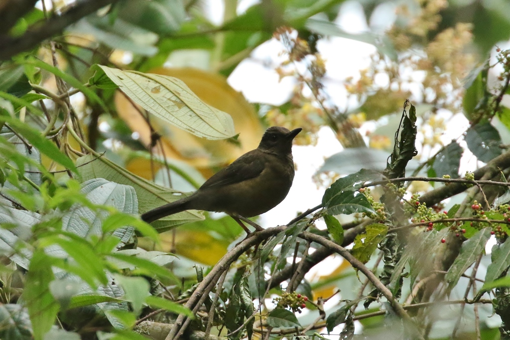 Pale-eyed Thrush