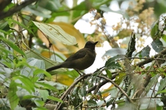 Turdus leucops