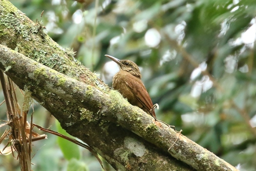 Black-banded Woodcreeper