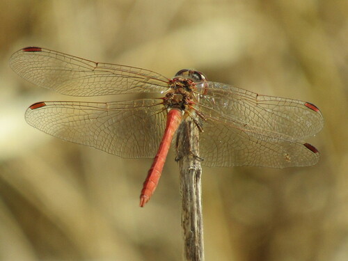 Southern Darter photo 3